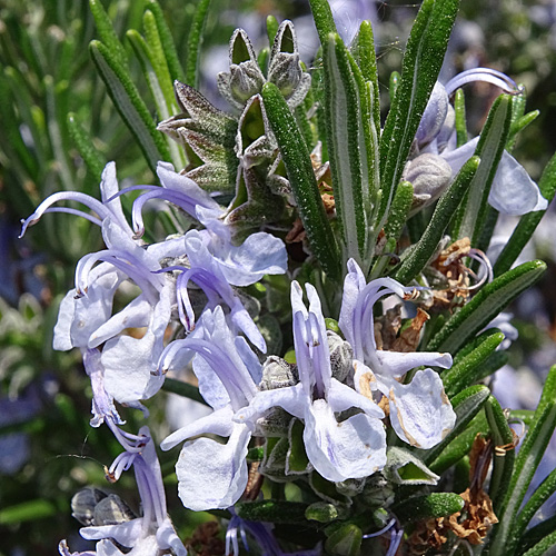 Rosmarin / Rosmarinus officinalis