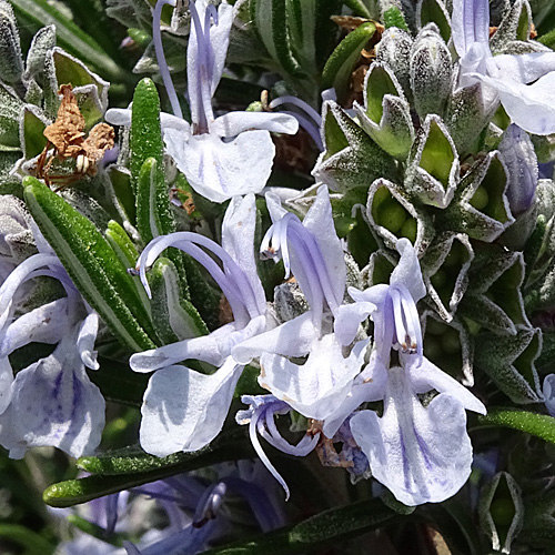 Rosmarin / Rosmarinus officinalis