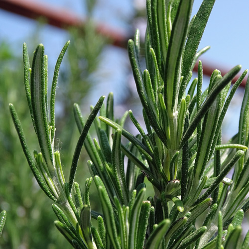 Rosmarin / Rosmarinus officinalis