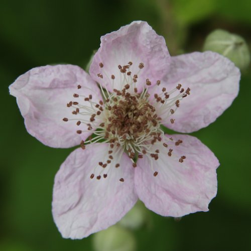 Armenische Brombeere / Rubus armeniacus