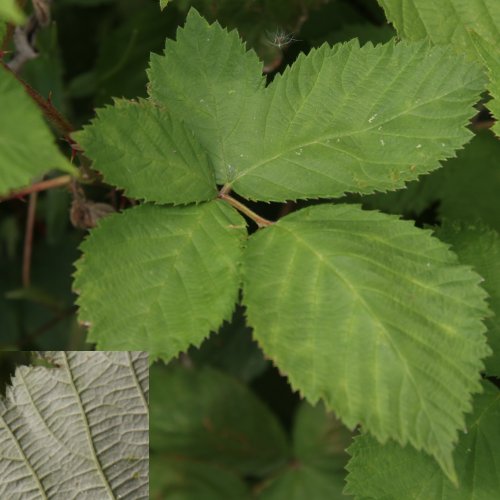 Armenische Brombeere / Rubus armeniacus