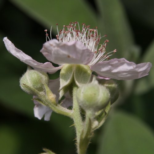 Armenische Brombeere / Rubus armeniacus