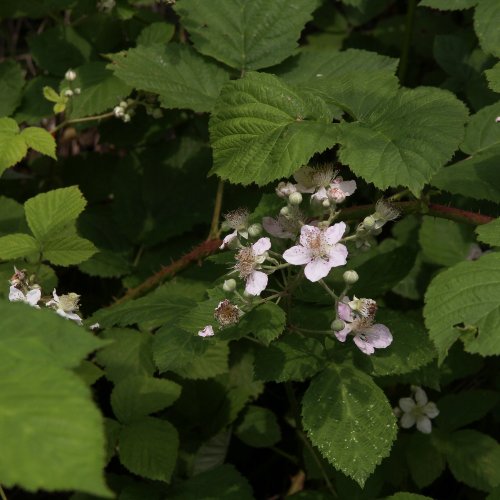 Armenische Brombeere / Rubus armeniacus