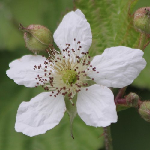 Blaue Brombeere / Rubus caesius