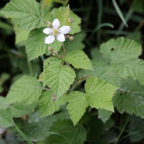 Blaue Brombeere / Rubus caesius