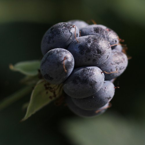 Blaue Brombeere / Rubus caesius