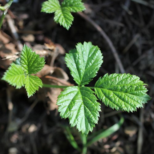 Blaue Brombeere / Rubus caesius