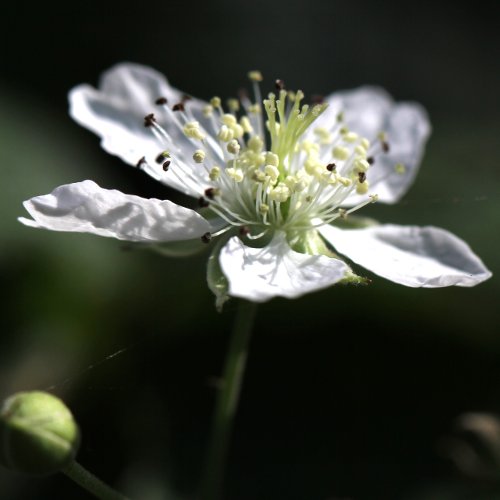 Blaue Brombeere / Rubus caesius