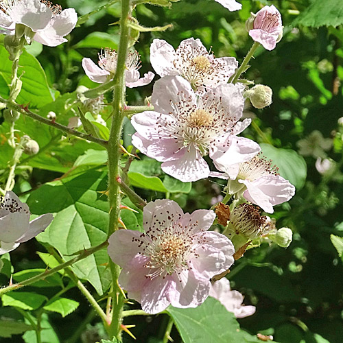 Echte Brombeere / Rubus fruticosus aggr.