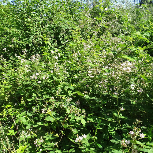 Echte Brombeere / Rubus fruticosus aggr.