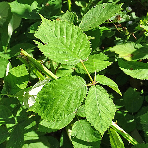 Echte Brombeere / Rubus fruticosus aggr.