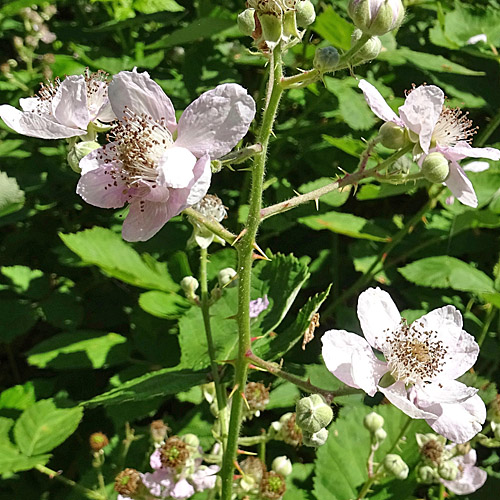 Echte Brombeere / Rubus fruticosus aggr.