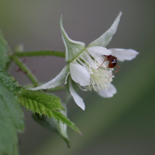 Himbeere / Rubus idaeus