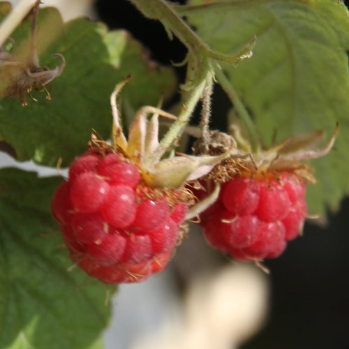 Himbeere / Rubus idaeus