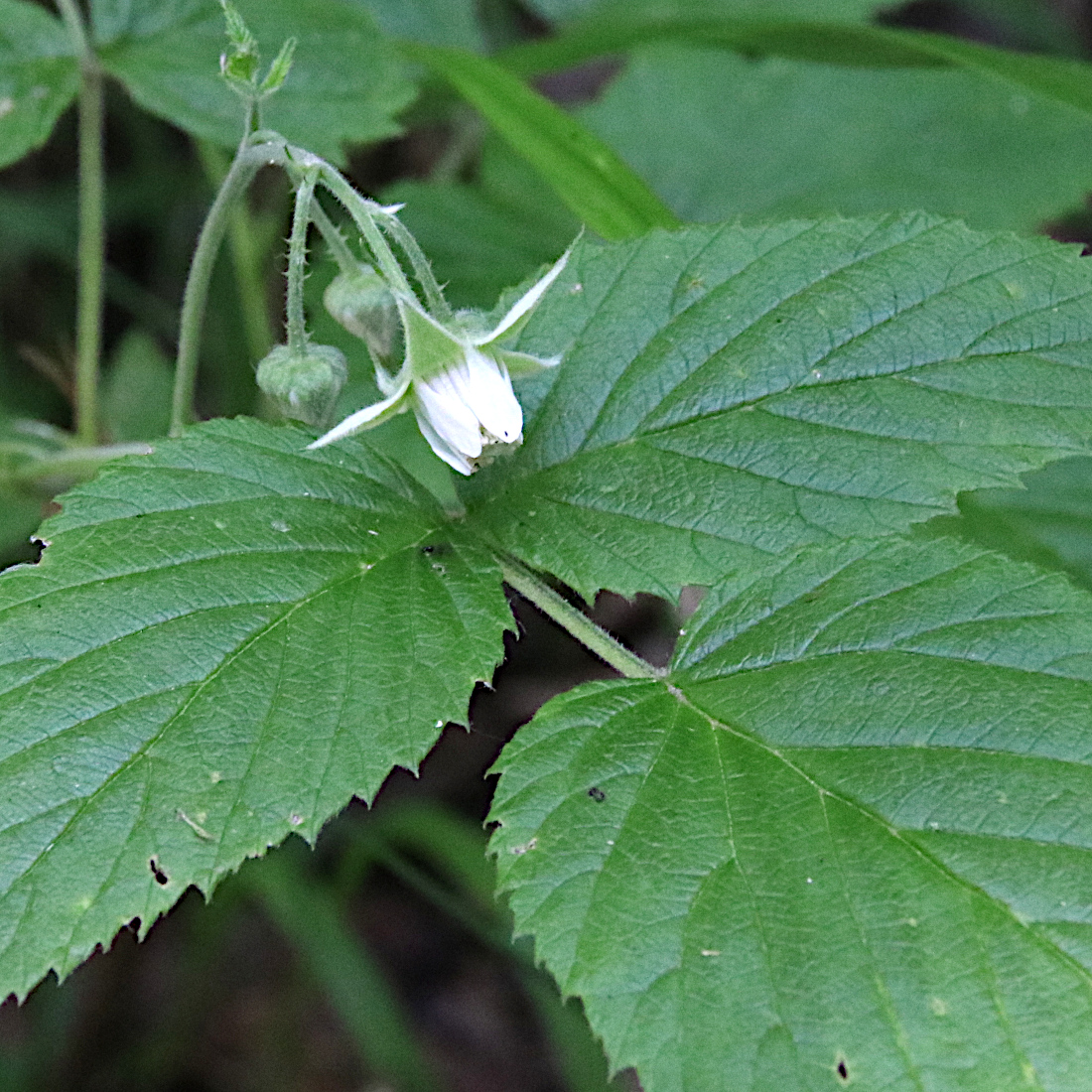 Himbeere / Rubus idaeus