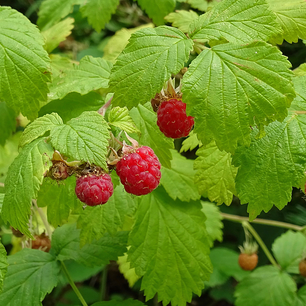 Himbeere / Rubus idaeus
