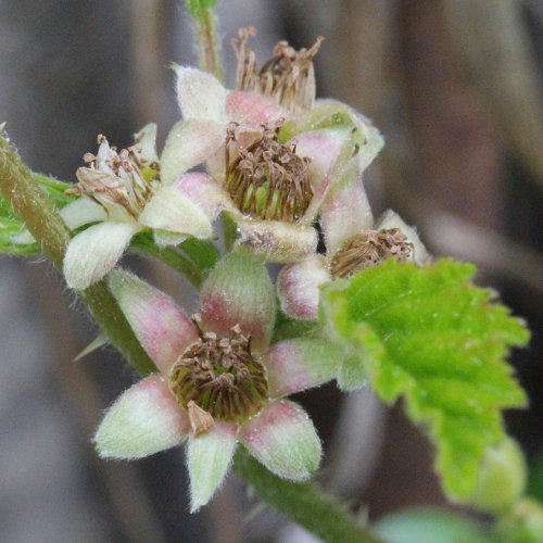 Steinbeere / Rubus saxatilis