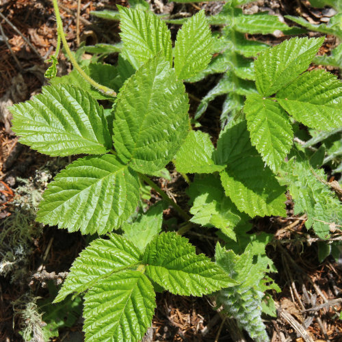 Steinbeere / Rubus saxatilis