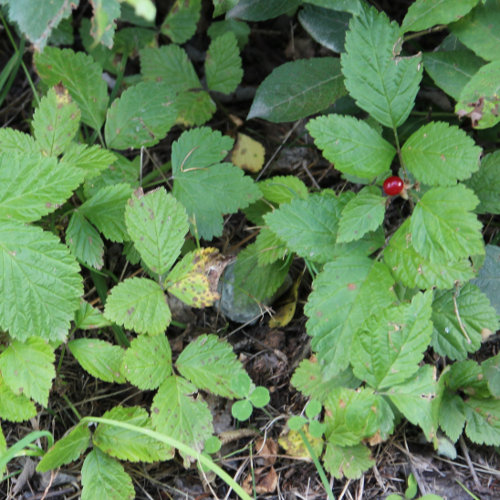 Steinbeere / Rubus saxatilis