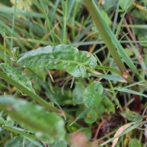 Wiesen-Sauerampfer / Rumex acetosa