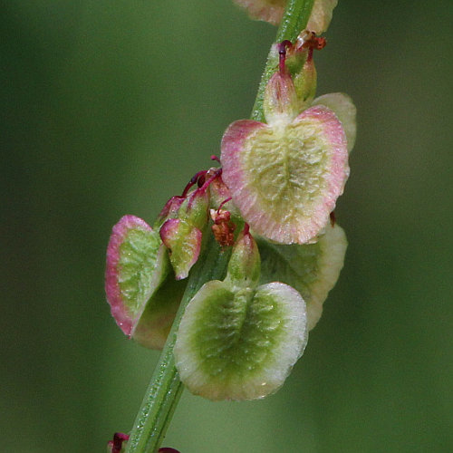 Wiesen-Sauerampfer / Rumex acetosa