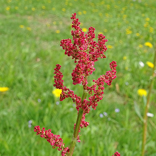 Wiesen-Sauerampfer / Rumex acetosa