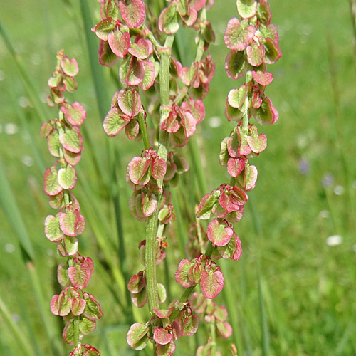 Wiesen-Sauerampfer / Rumex acetosa