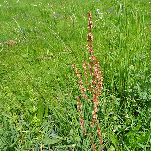 Wiesen-Sauerampfer / Rumex acetosa