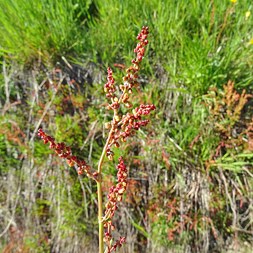 Kleiner Sauerampfer / Rumex acetosella