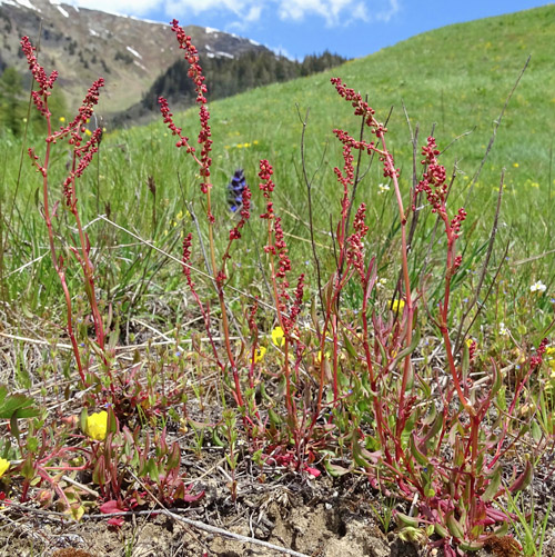 Kleiner Sauerampfer / Rumex acetosella