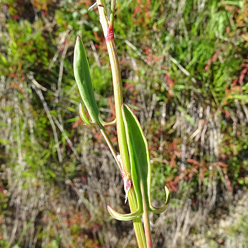 Kleiner Sauerampfer / Rumex acetosella