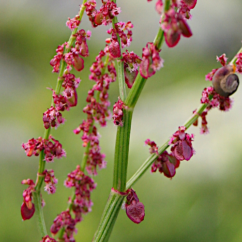 Berg-Sauerampfer / Rumex alpestris