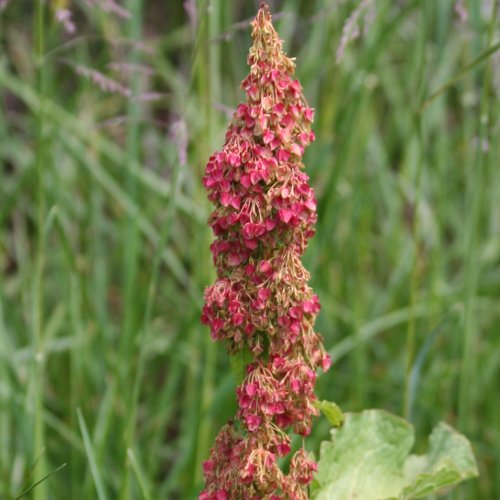 Alpen-Ampfer / Rumex alpinus