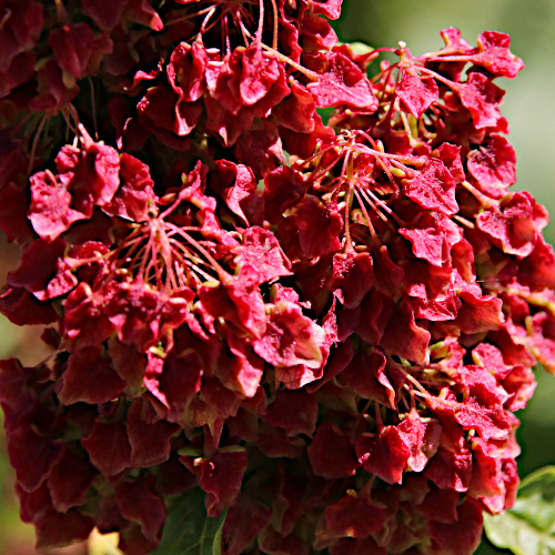 Alpen-Ampfer / Rumex alpinus