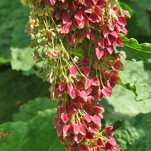 Alpen-Ampfer / Rumex alpinus