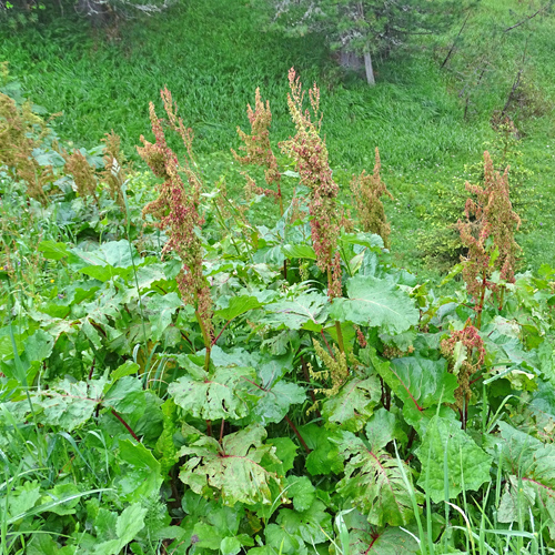 Alpen-Ampfer / Rumex alpinus