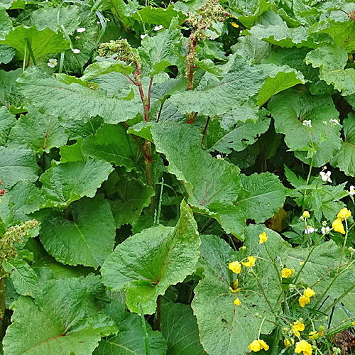 Alpen-Ampfer / Rumex alpinus