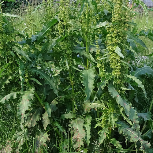 Krauser Ampfer / Rumex crispus