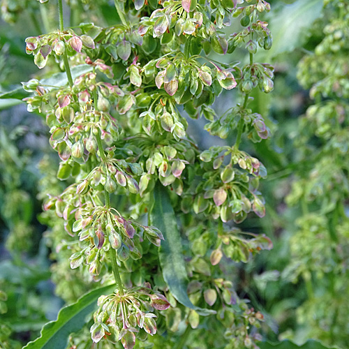 Krauser Ampfer / Rumex crispus