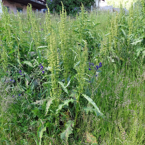 Krauser Ampfer / Rumex crispus