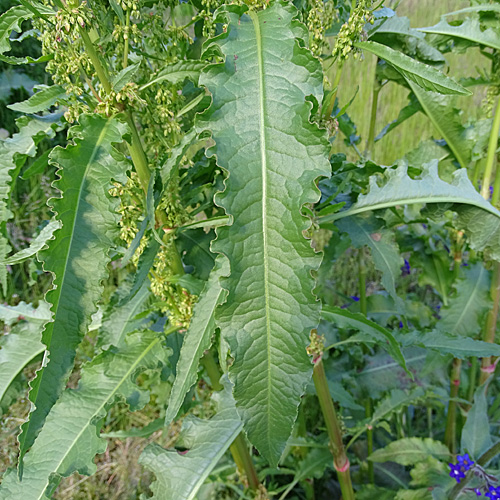 Krauser Ampfer / Rumex crispus