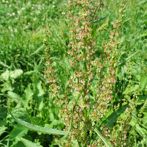 Langblättirger Ampfer / Rumex longifolius