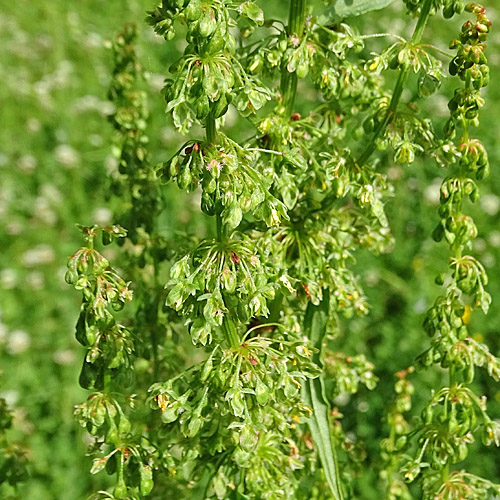 Langblättirger Ampfer / Rumex longifolius