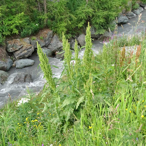 Langblättirger Ampfer / Rumex longifolius