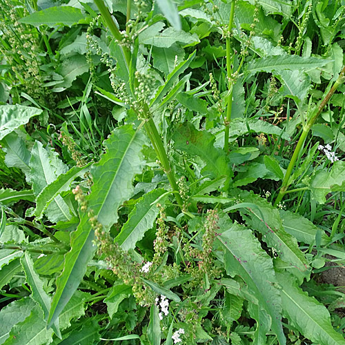 Langblättirger Ampfer / Rumex longifolius