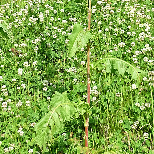 Langblättirger Ampfer / Rumex longifolius