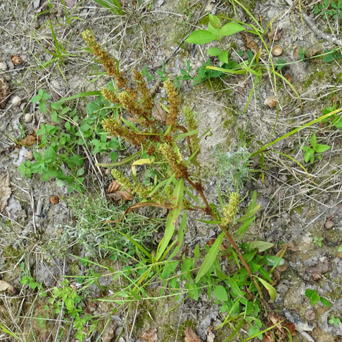 Strand-Ampfer / Rumex maritimus