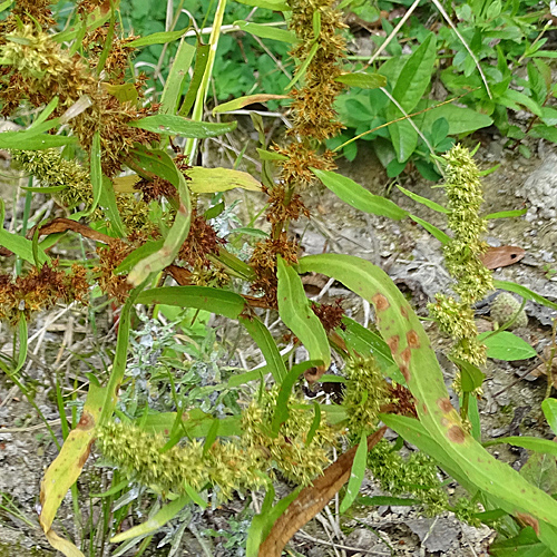 Strand-Ampfer / Rumex maritimus