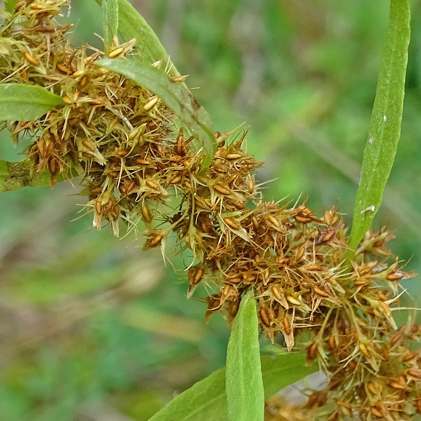 Strand-Ampfer / Rumex maritimus