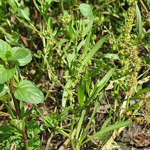 Strand-Ampfer / Rumex maritimus